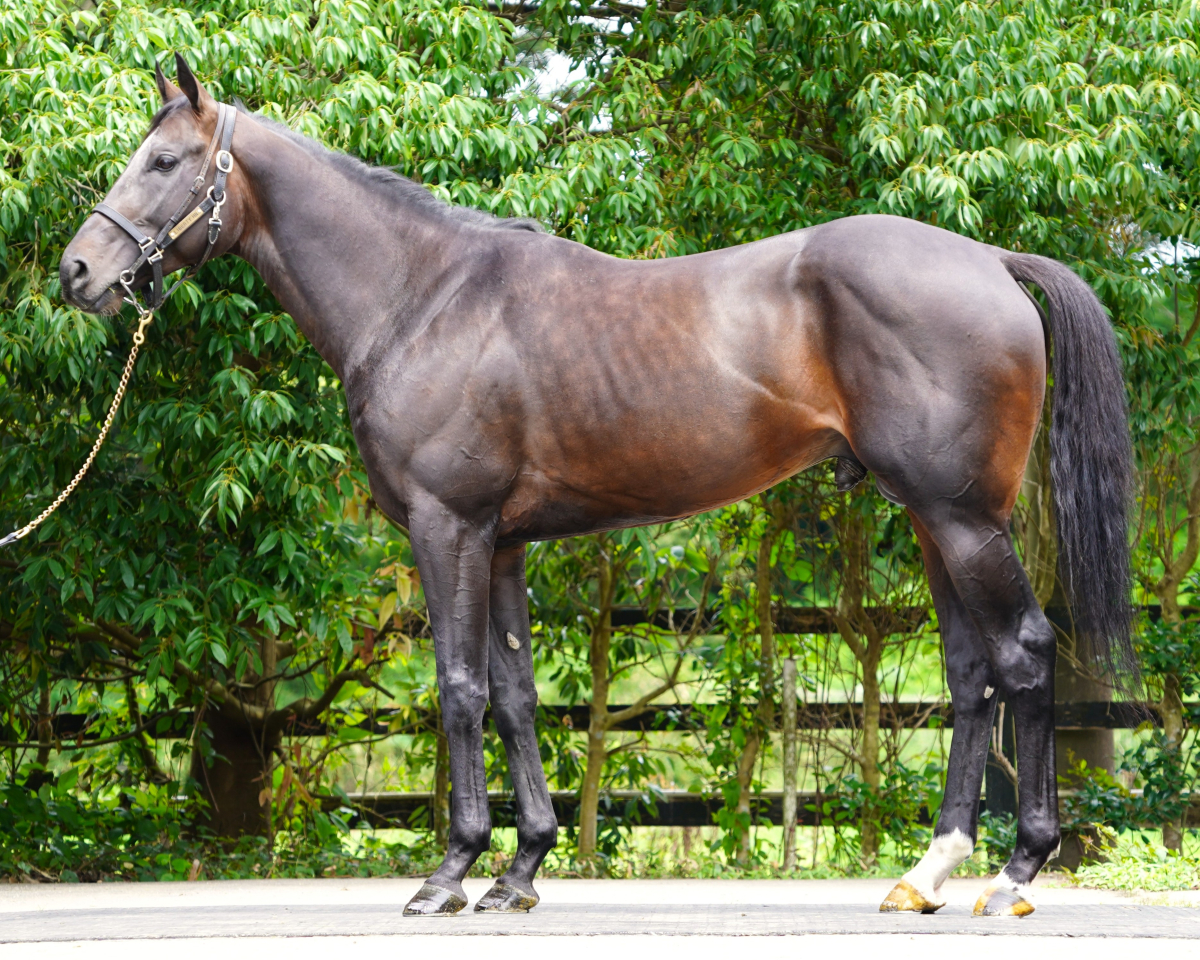 イサナ　　牡４歳　　※地方競馬　在籍_main1