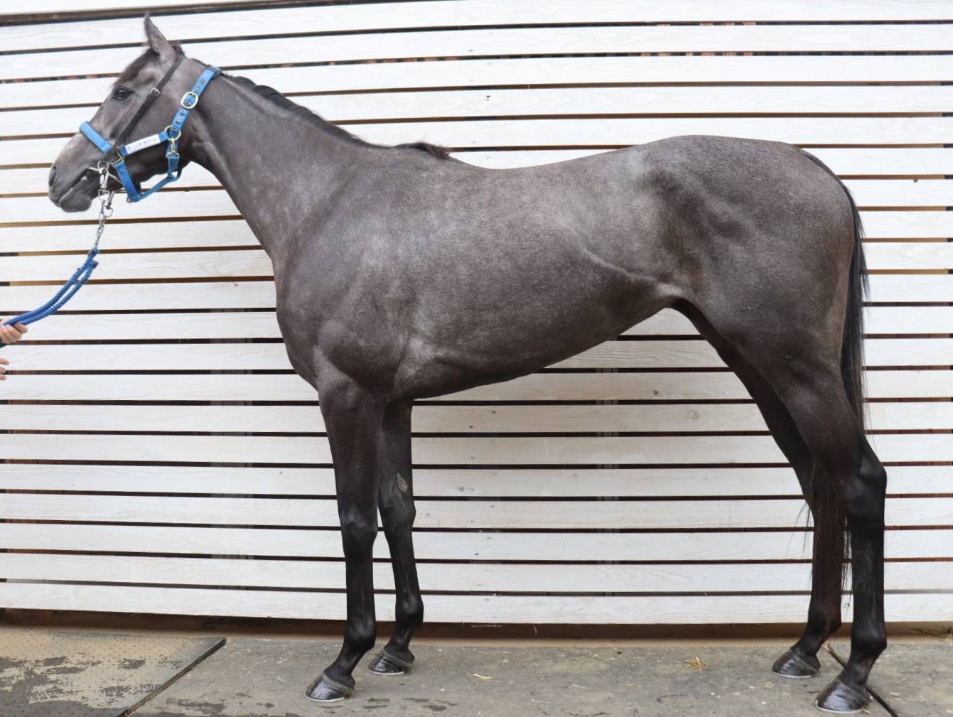 ホワイトオパール　　牝３歳　　※中央競馬　登録抹消_main1