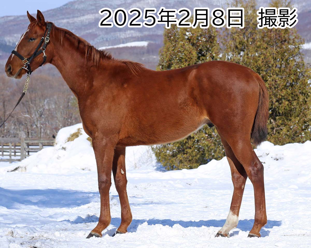 リヴァデラルナ　　牡３歳　　※中央競馬　登録抹消_main1