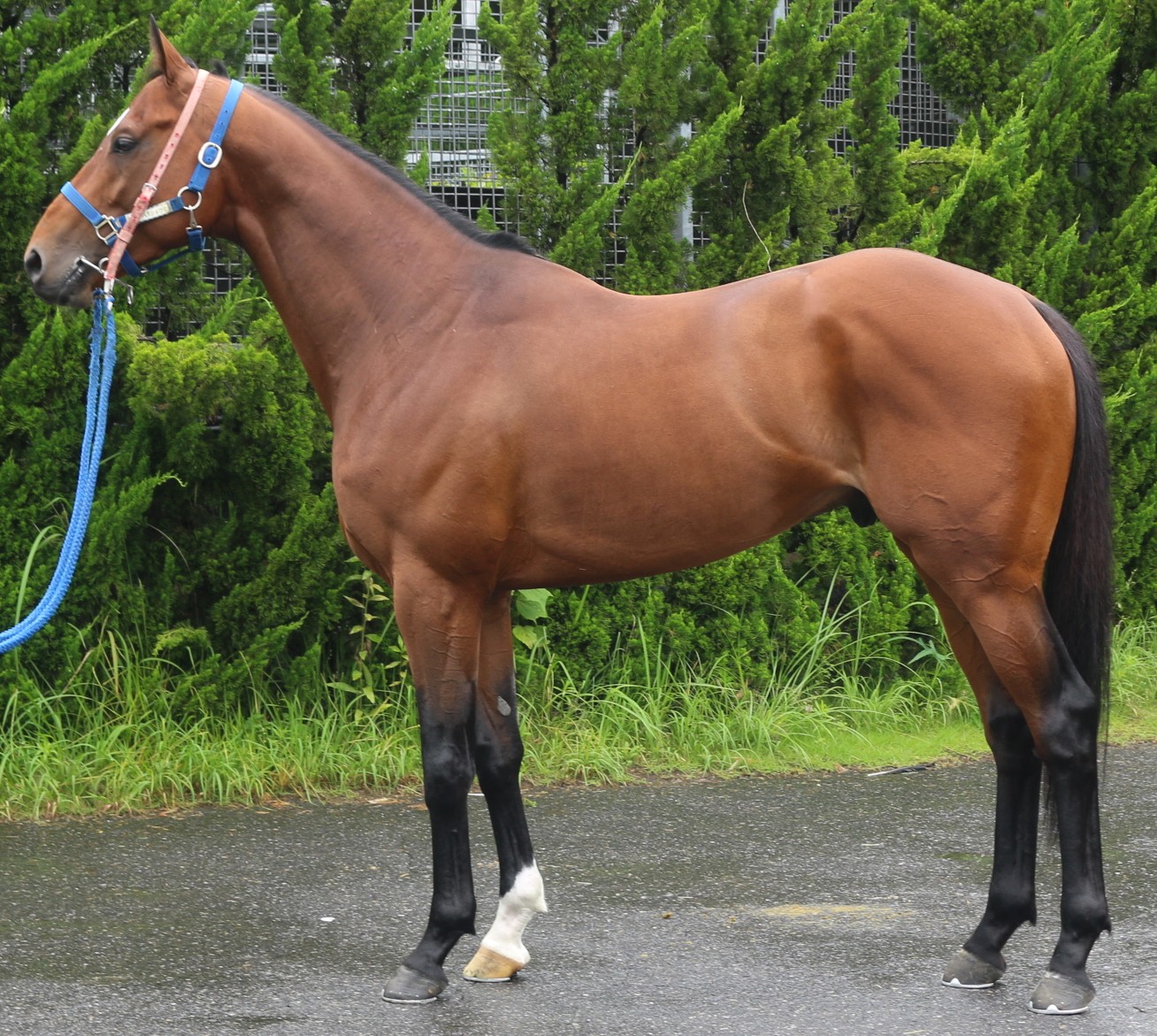 スターペスショウマ　　牡４歳　　※中央競馬　登録抹消_main1