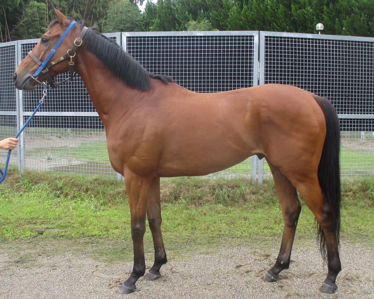 エアミアーニ　　セン８歳　　※中央競馬　登録抹消_main1