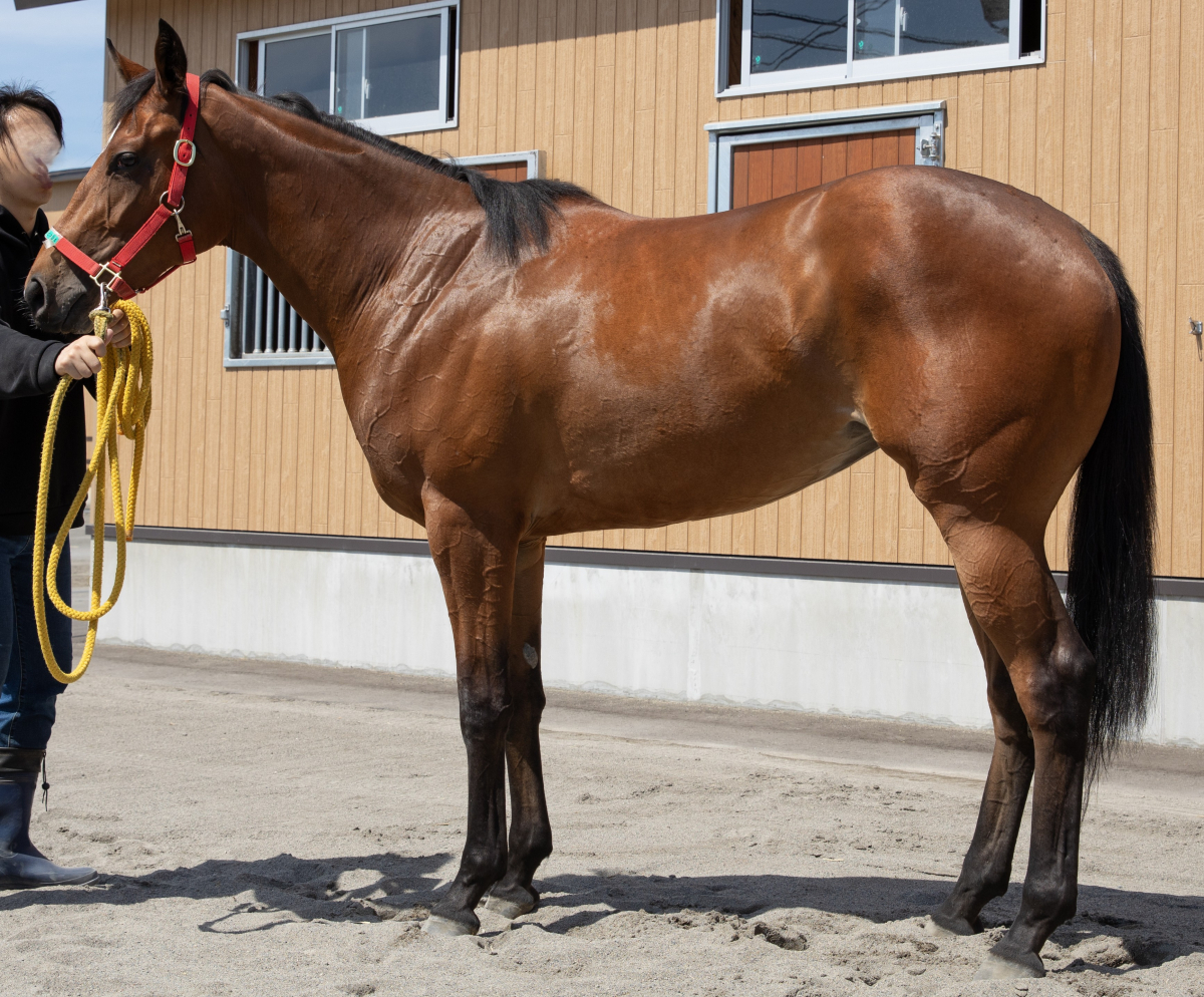 エナジールミエール　　牝２歳　　※地方競馬　在籍_main1