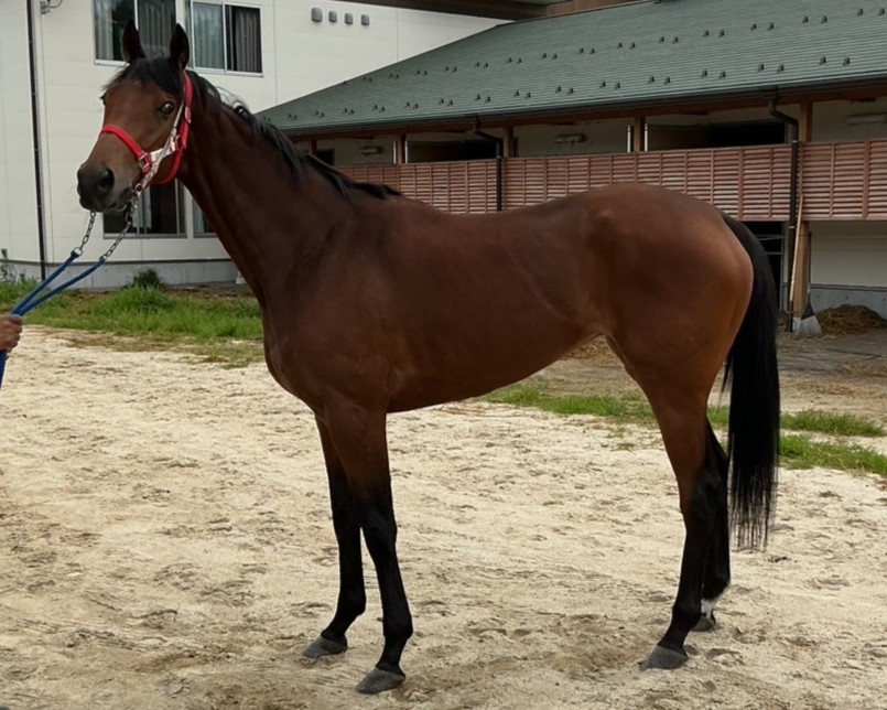 ルクスアンジュ　　牝３歳　　※地方競馬　在籍_main1