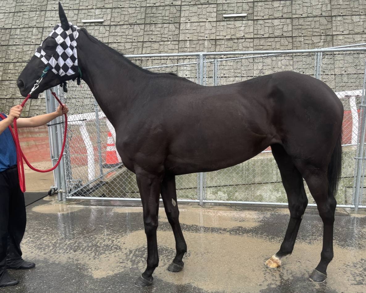 アクティングエリア　　牝３歳　　※地方競馬　在籍_main1