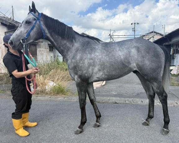 スマートテンペスト　　牡４歳　　※地方競馬　在籍_main1