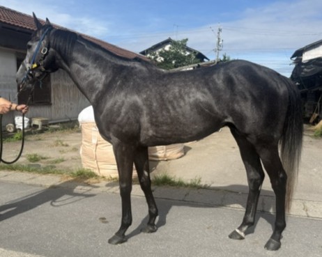 ウインバーテックス　　牡４歳　　※地方競馬　在籍_main1
