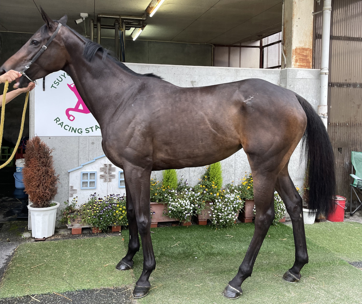 アキミューミュー　　牝５歳　　※地方競馬　在籍_main1