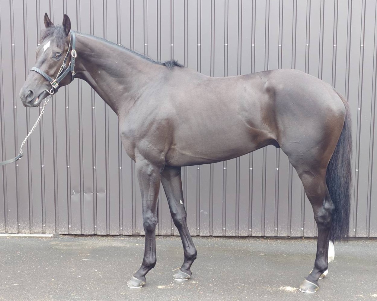 カタフラクト　　牡３歳　　※中央競馬　登録抹消_main1
