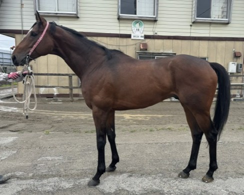 エイシンワンド　　牡４歳　　※地方競馬　在籍_main1