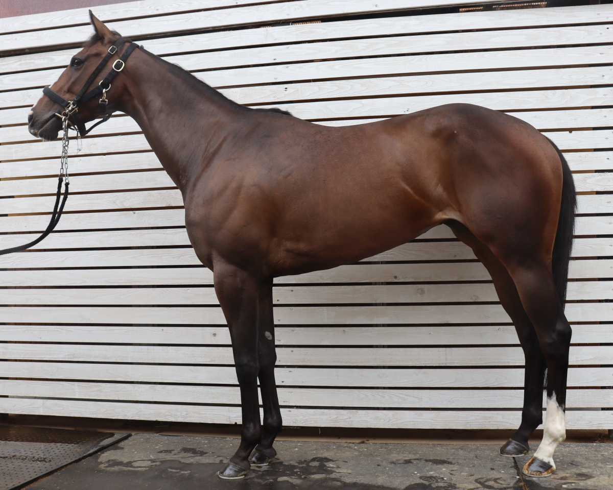 アンパシオンス　　牝３歳　　※中央競馬　登録抹消_main1