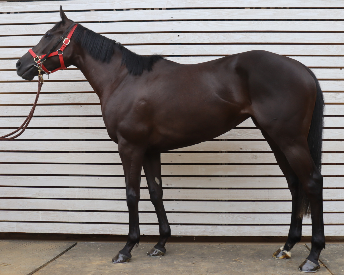 ウインスフェーン　　牝３歳　　※中央競馬　登録抹消_main1