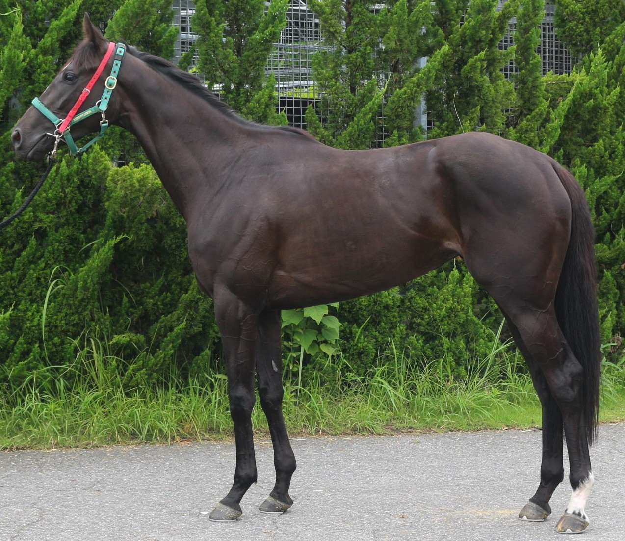 オーケーエレガンス　　牝３歳　　※中央競馬　登録抹消_main1