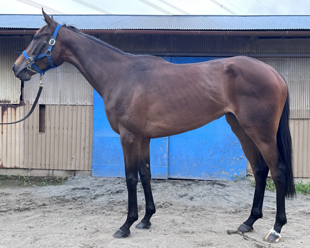 カゼノハゴロモ　　牝３歳　　※中央競馬　登録抹消_main1