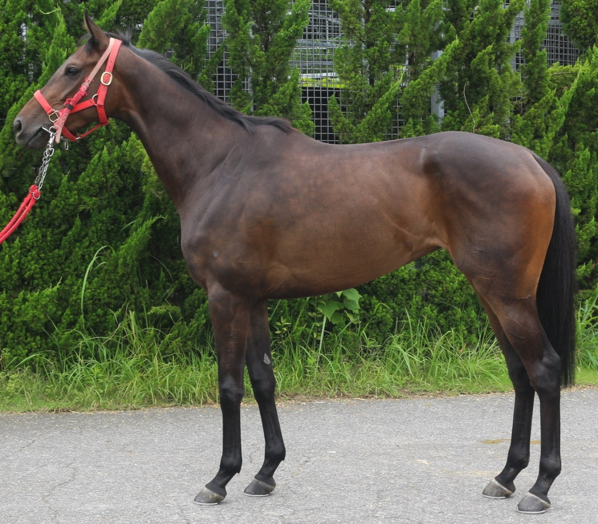 キャッチミークライ　　牝３歳　　※中央競馬　登録抹消_main1