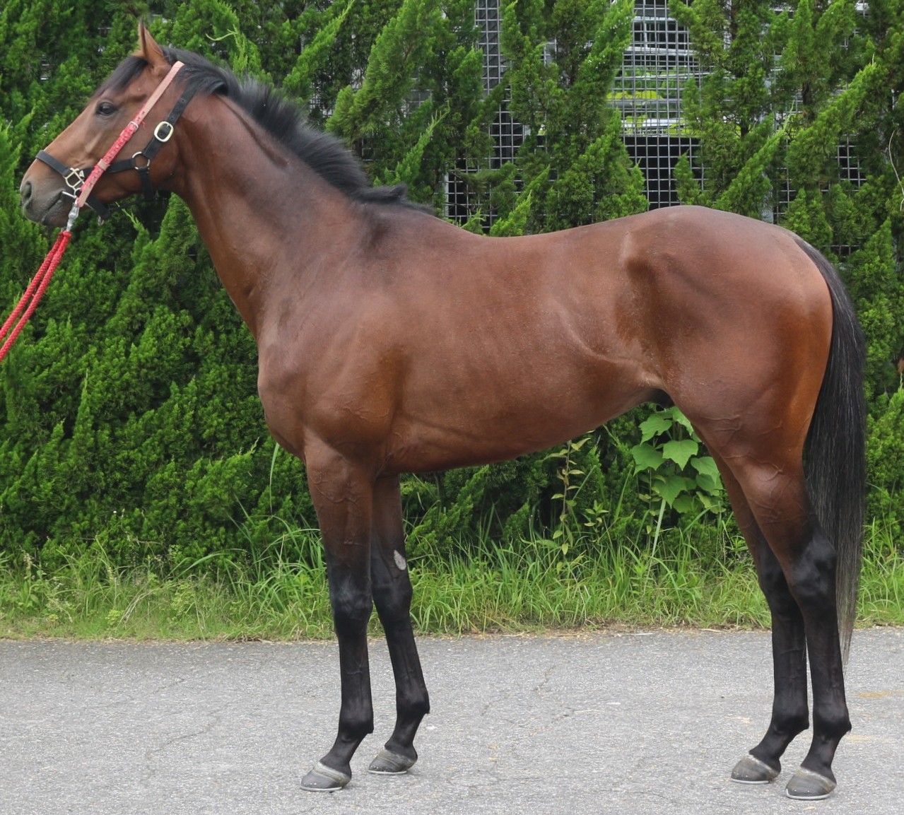 シャマレル　　牡３歳　　※中央競馬　登録抹消_main1
