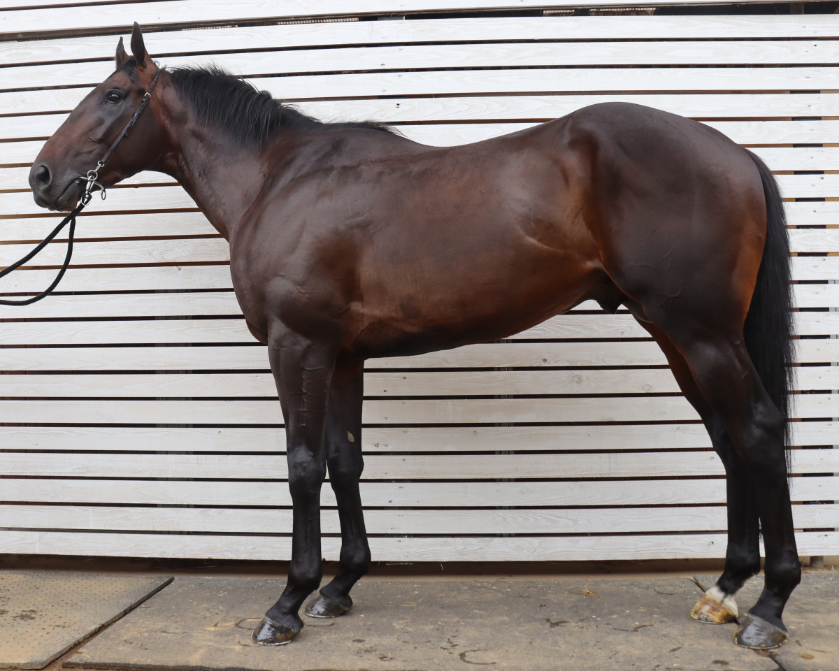 ソパデアホ　　牡３歳　　※中央競馬　登録抹消_main1