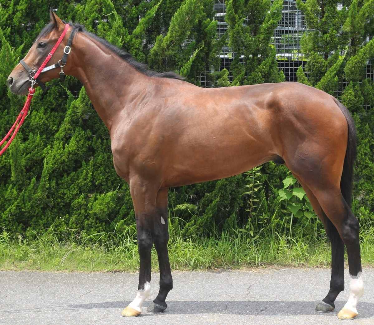 ソルトダイヤモンド　　牡３歳　　※中央競馬　登録抹消_main1
