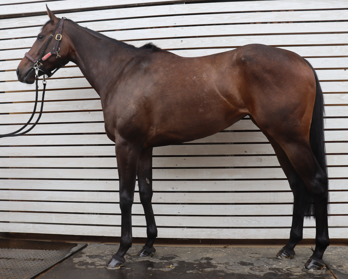 ベンテンカグラ　　牝３歳　　※中央競馬　登録抹消_main1