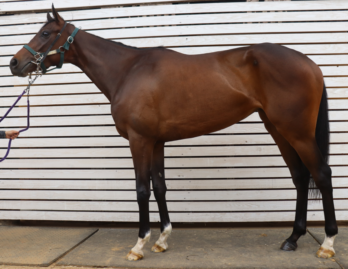 ミダレセツゲツカ　　牝３歳　　※中央競馬　登録抹消_main1
