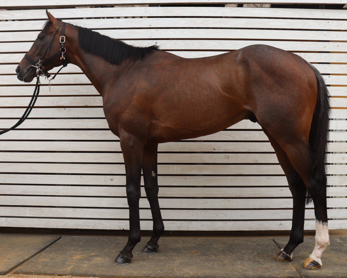 モロノディアマンテ　　牡３歳　　※中央競馬　登録抹消_main1