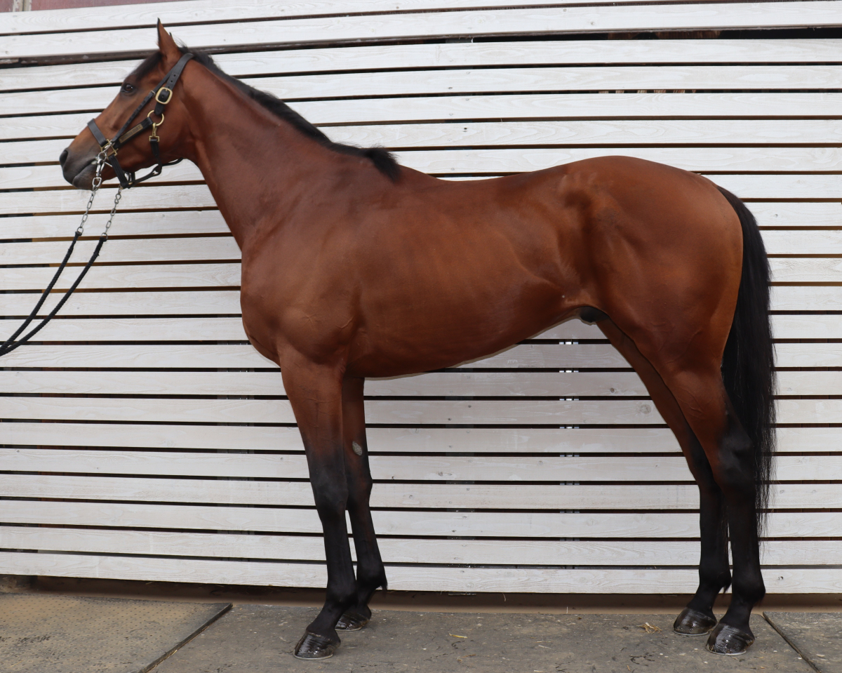 ラヴィニアパーク　　牡３歳　　※中央競馬　登録抹消_main1