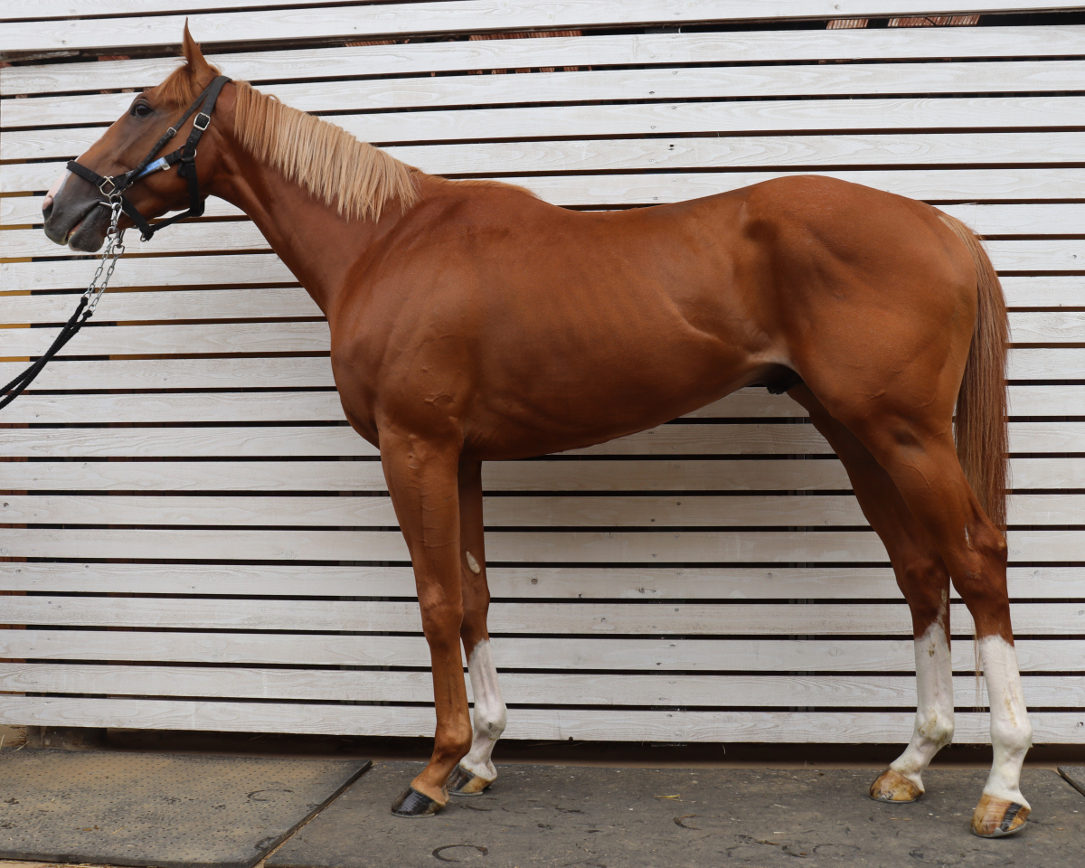 タマモトップハット　　牡３歳　　※中央競馬　登録抹消_main1
