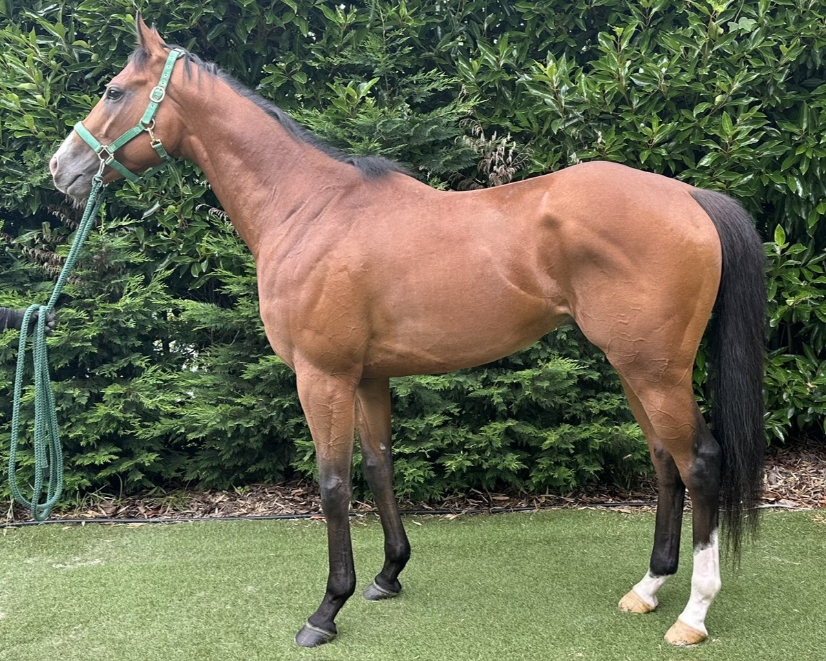 ルヴレアール　　牡３歳　　※中央競馬　登録抹消_main1