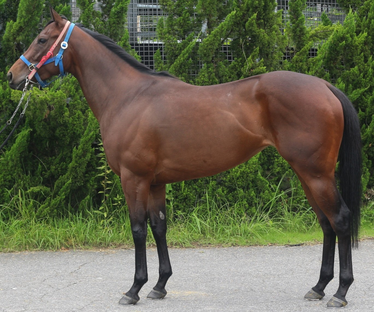 ビタールート　　牝３歳　　※中央競馬　登録抹消_main1
