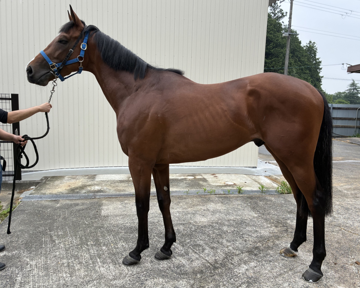 ワイドカクゲン　　牡３歳　　※中央競馬　登録抹消_main1