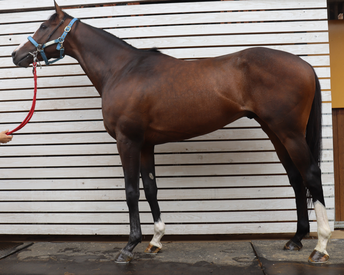 マイネルイグザルト　　牡４歳　　※中央競馬　登録抹消_main1