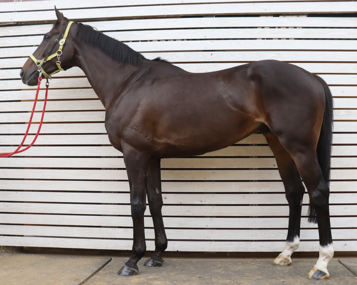 ジャスティンライズ　　セン５歳　　※中央競馬　登録抹消_main1