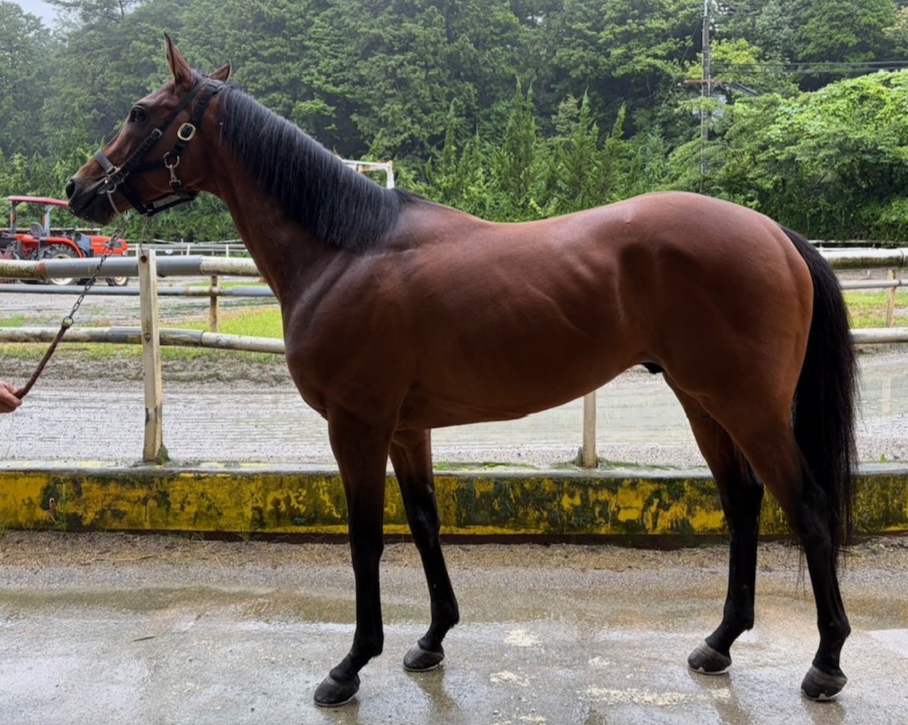 メイショウオオミネ　　牡６歳　　※中央競馬　登録抹消_main1