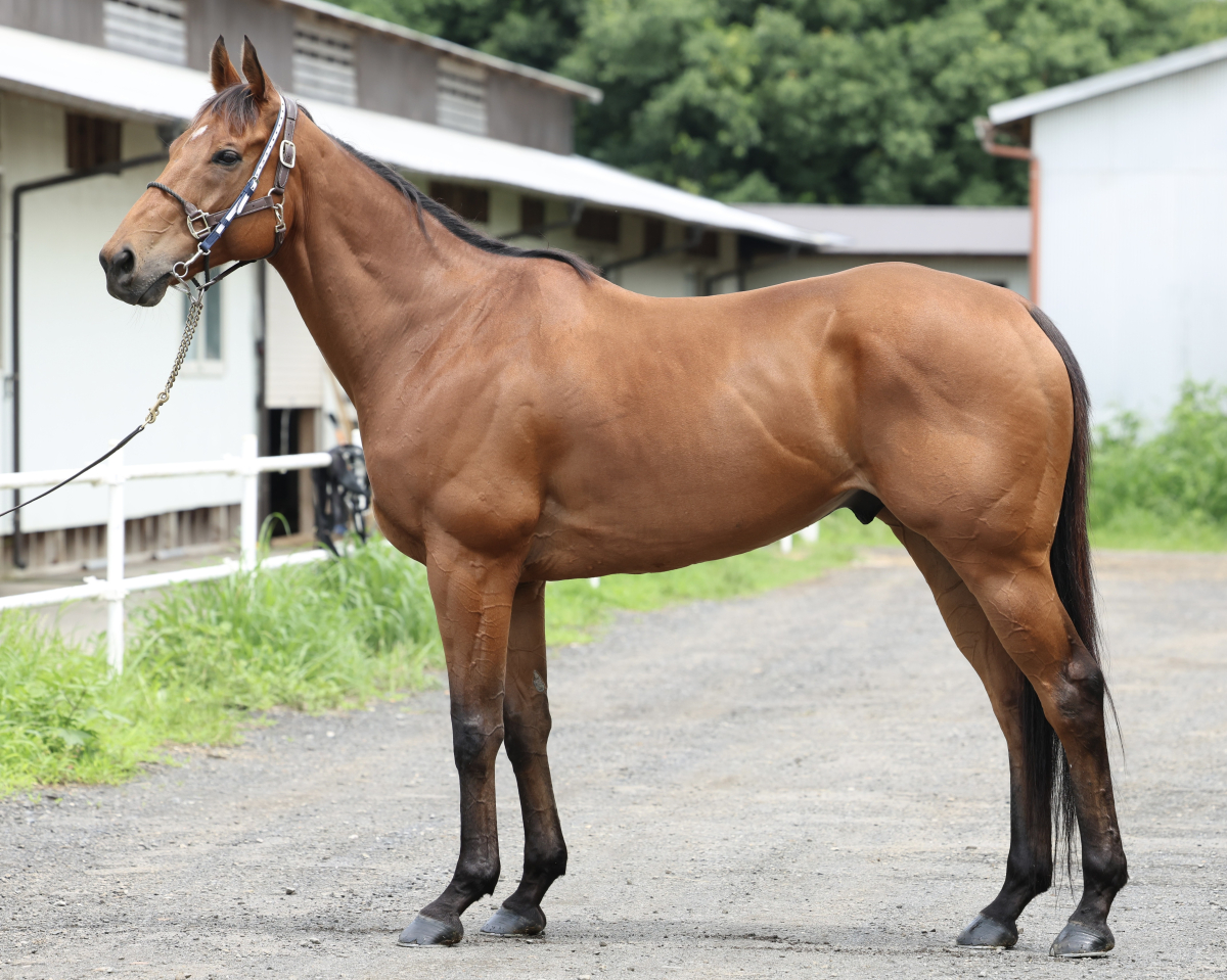イルクオーレ　　セン８歳　　※中央競馬　登録抹消_main1