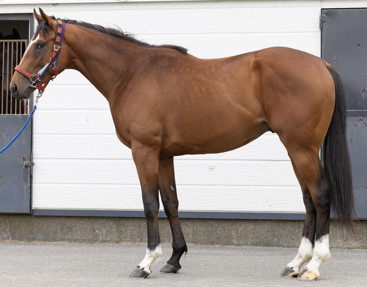 アーサーリード　　牡２歳　　※地方競馬　在籍_main1