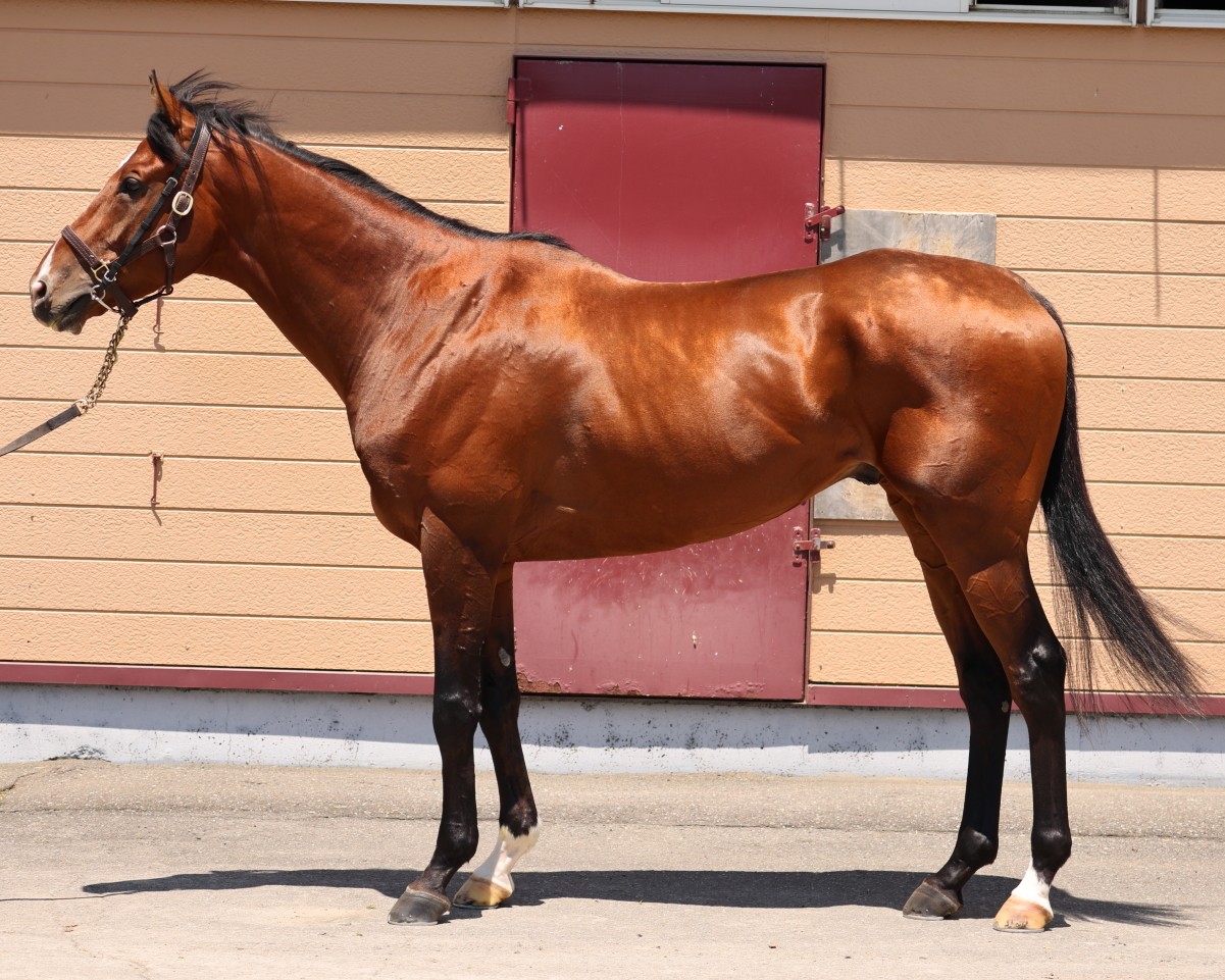 トレジャービート　　牡４歳　　※地方競馬　在籍_main1
