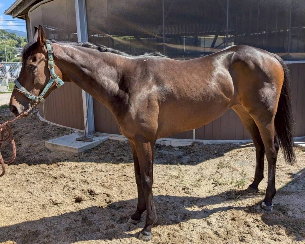 スマートロベール　　牝４歳　　※地方競馬　在籍_main1