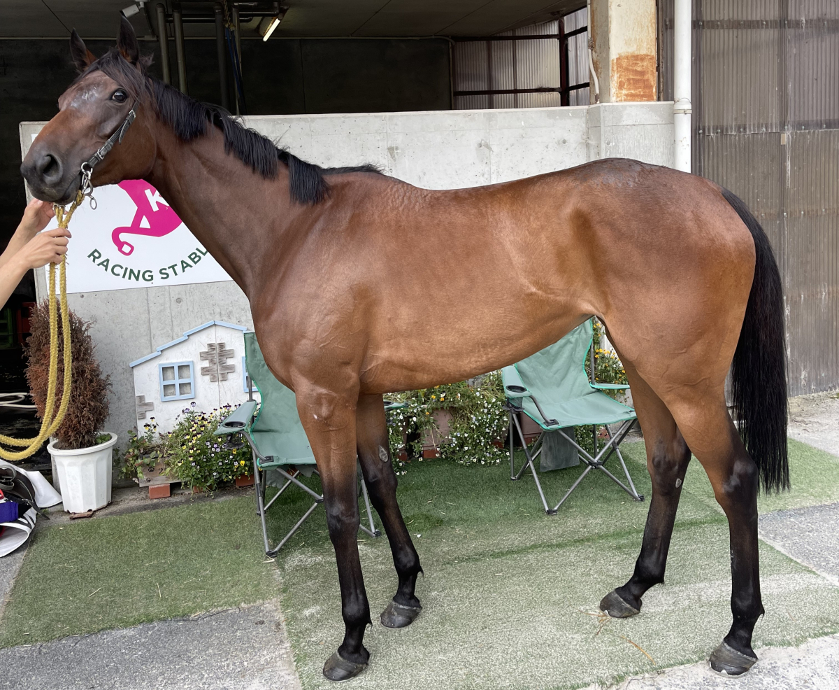 フィーユチャン　　牝４歳　　※地方競馬　在籍_main1