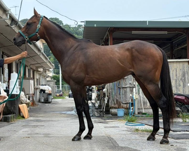 イエルバブエナ　　牡６歳　　※地方競馬　在籍_main1