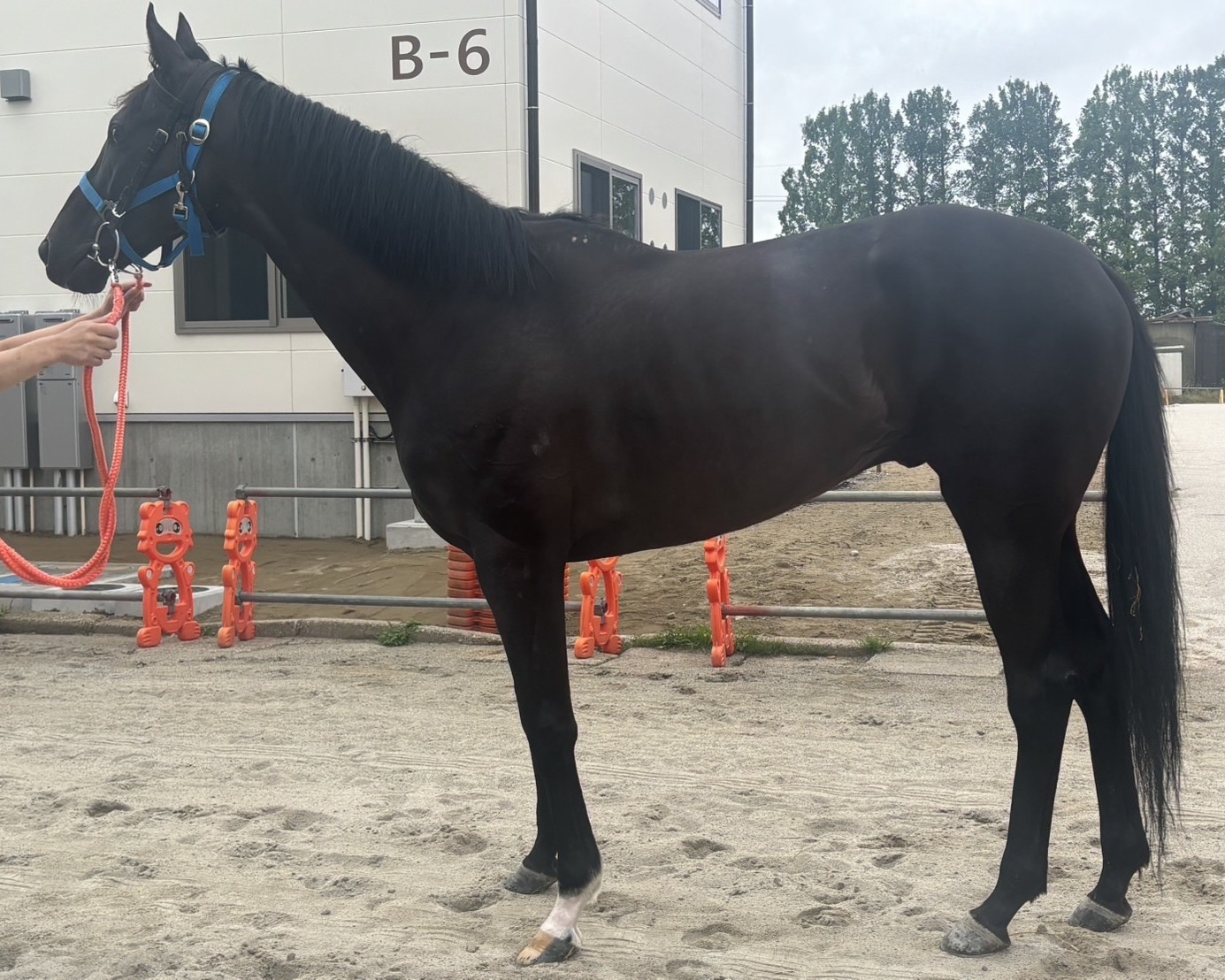 ヒシタイカン　　セン６歳　　※地方競馬　在籍_main1