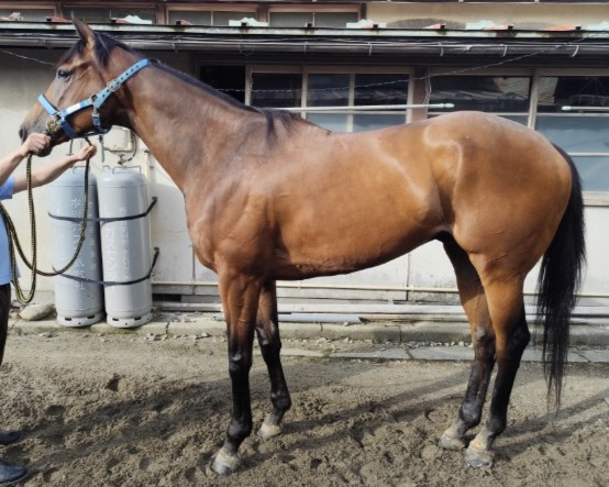 カナオールウェイズ　　セン６歳　　※地方競馬　在籍_main1