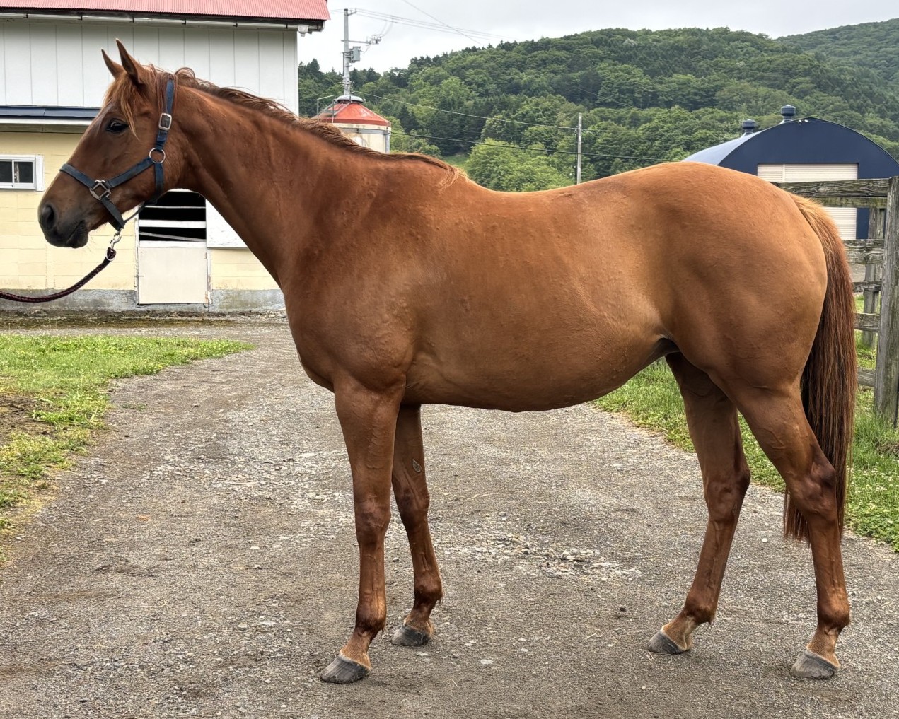 モズクレオパトラ　　牝７歳　　※繁殖牝馬（空胎）_main1