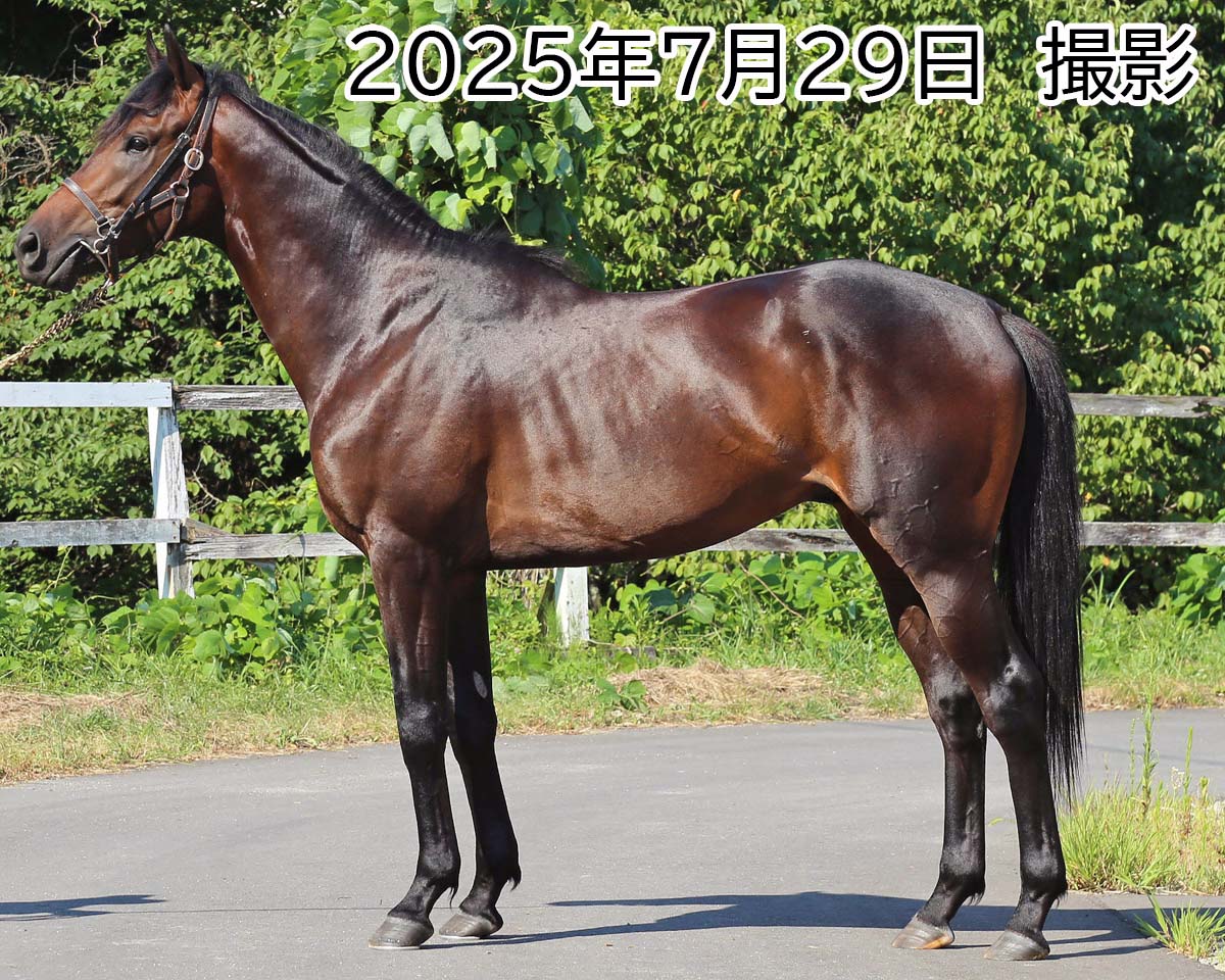 ブライトライツ　　セン４歳　　※中央競馬　登録抹消_main1