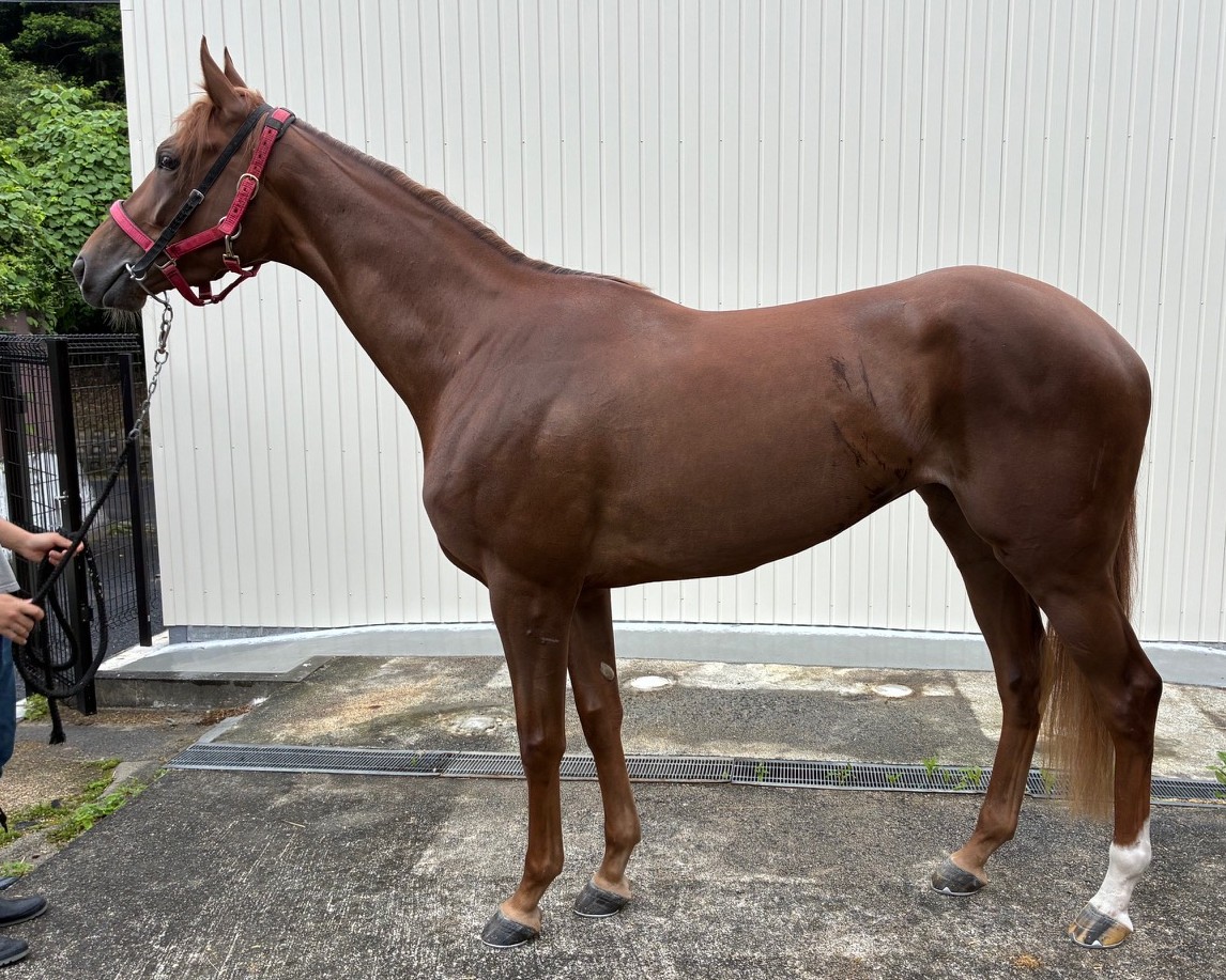 エナジーイッセイ　　牝３歳　　※中央競馬　登録抹消_main1