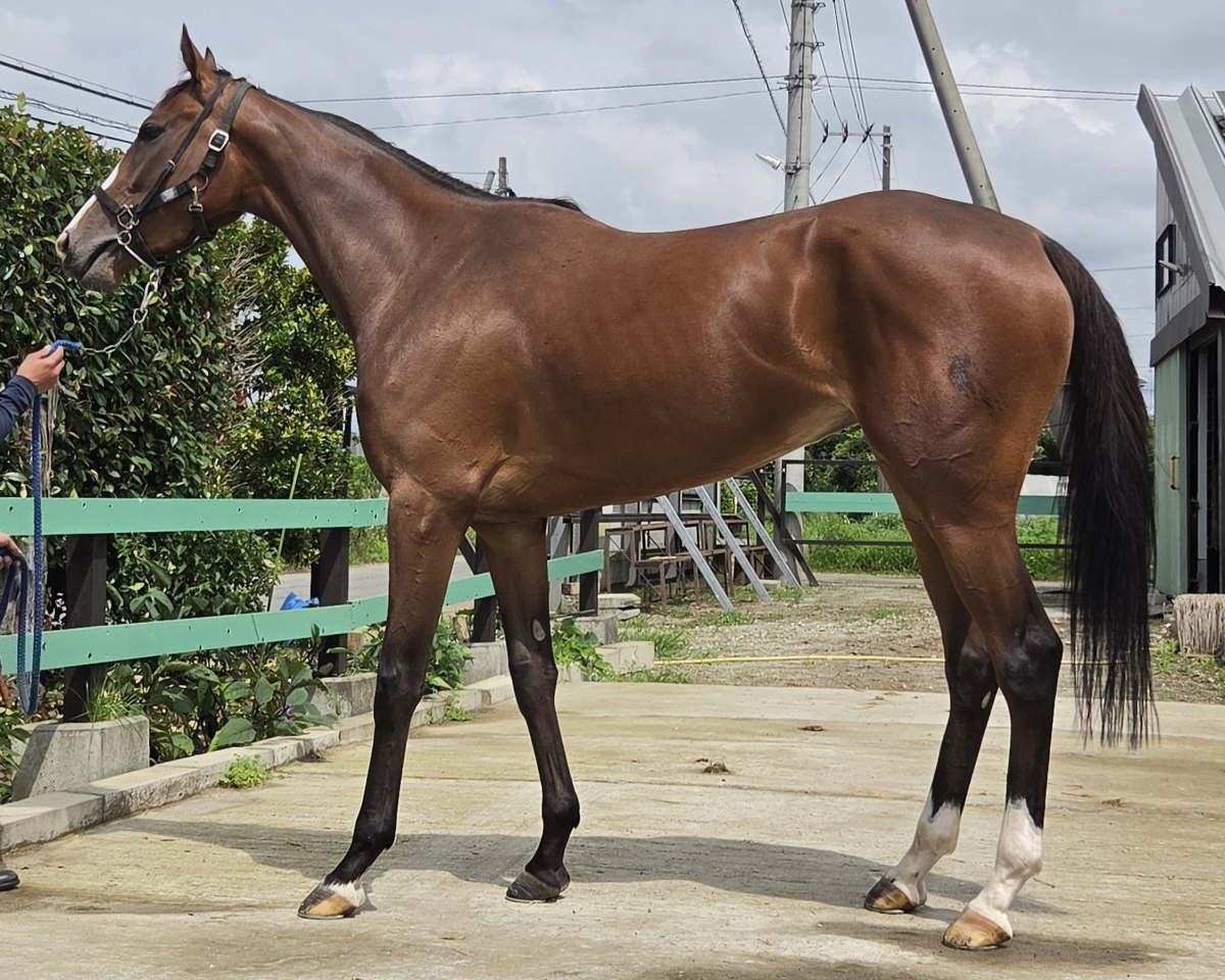 フォセットジェンヌ　　牝３歳　　※中央競馬　登録抹消_main1