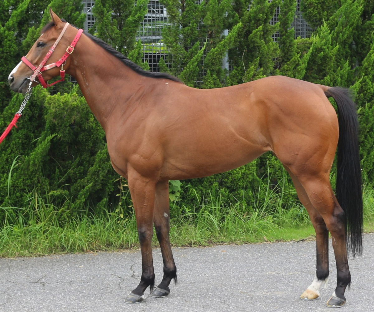 エコロアビス　　牝３歳　　※中央競馬　登録抹消_main1