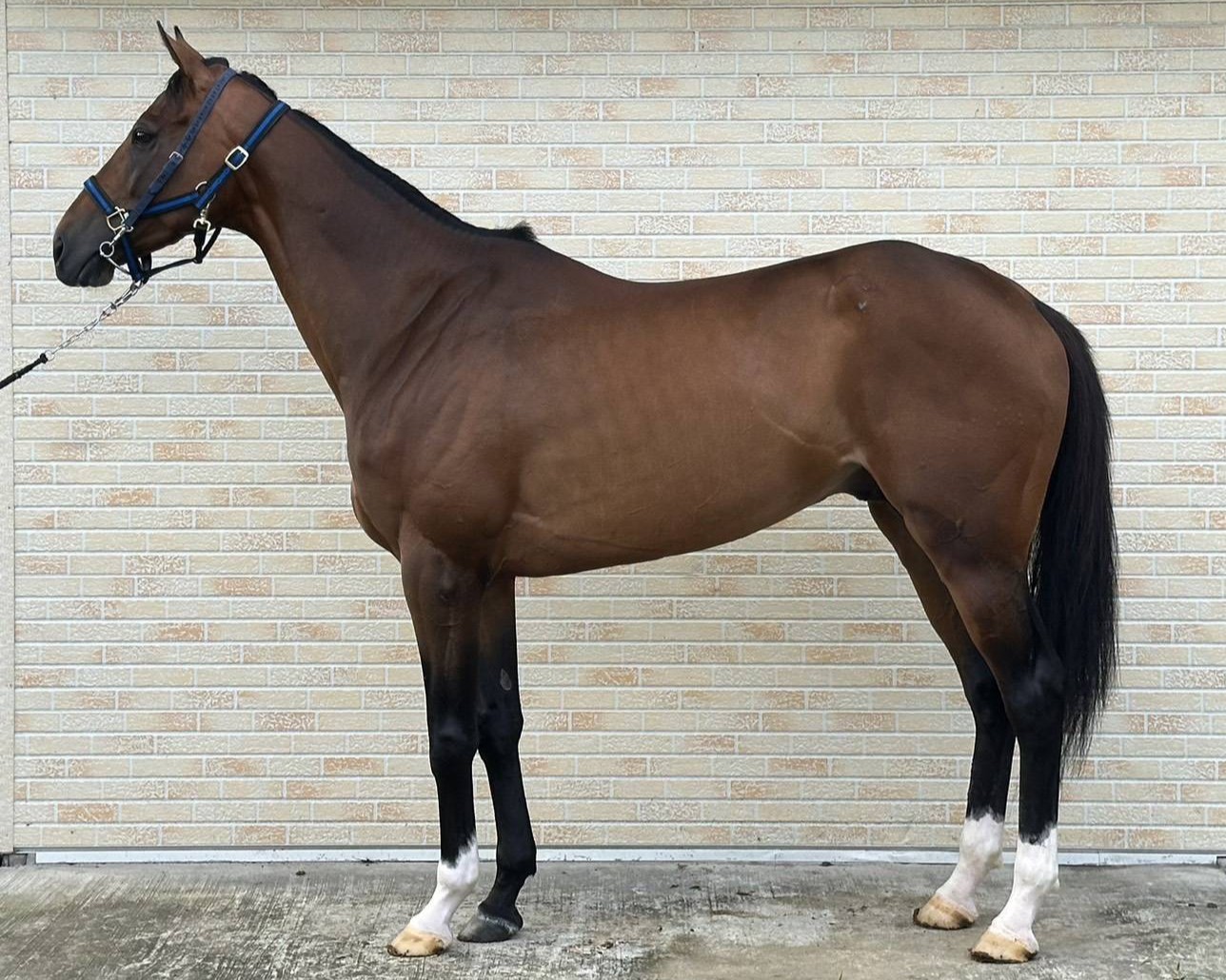 ミカサ　　牡５歳　　※地方競馬　在籍_main1