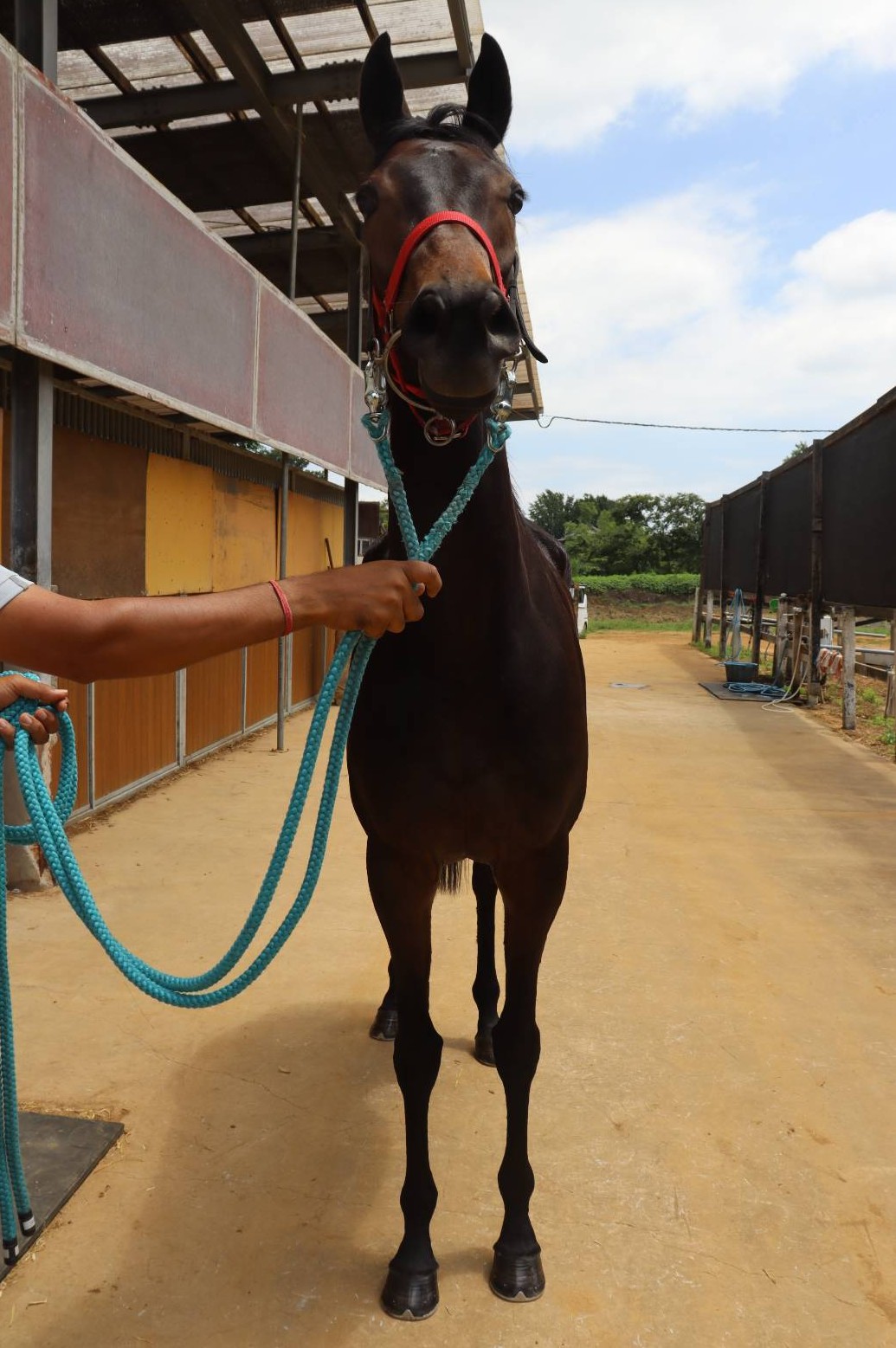 アルファリラエ 牝3歳 ※中央競馬 登録抹消 | サラブレッドオークション