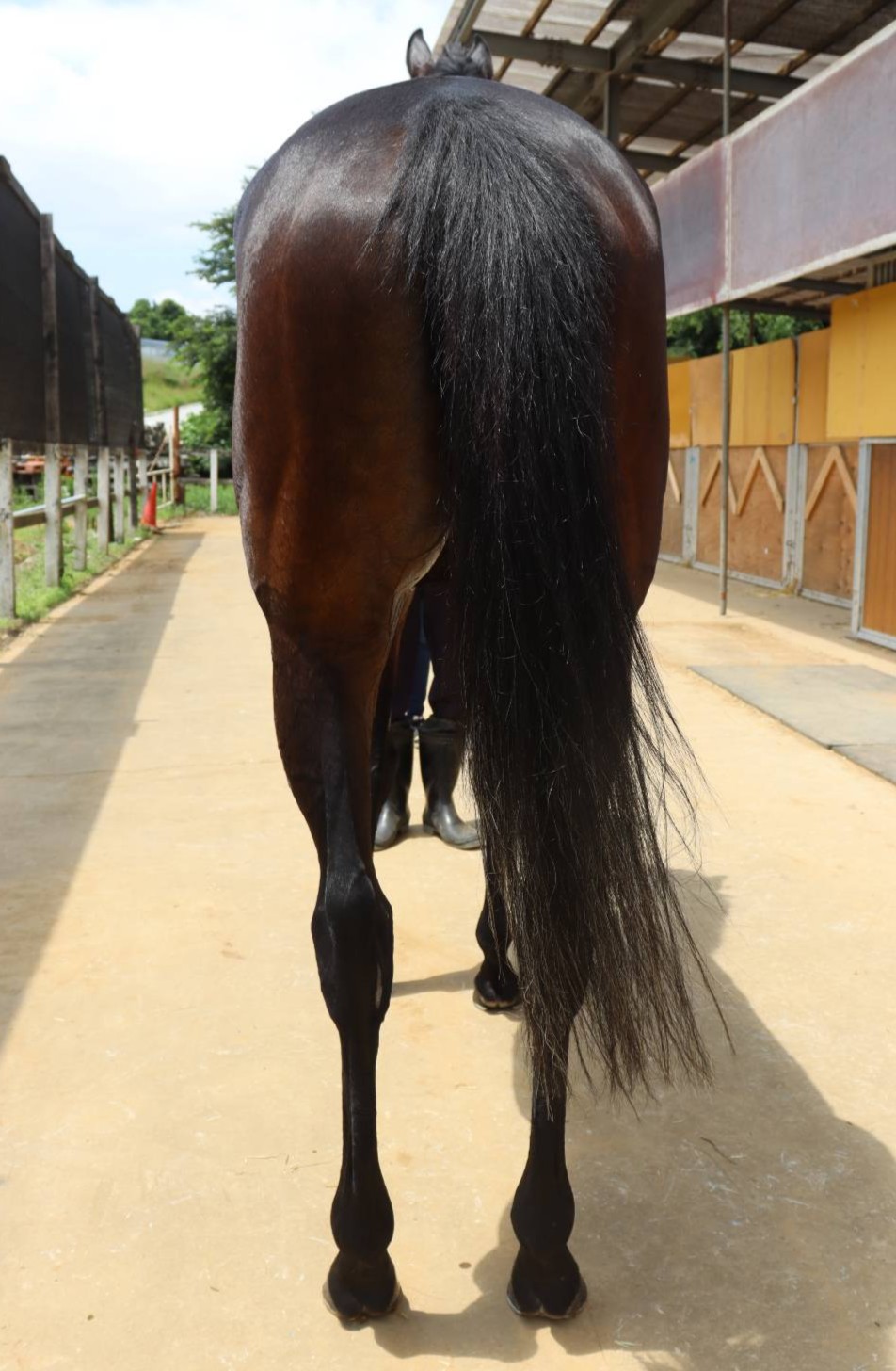 アルファリラエ 牝3歳 ※中央競馬 登録抹消 | サラブレッドオークション