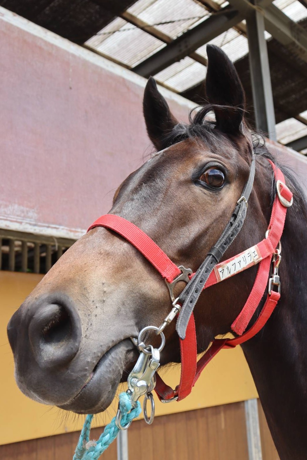 アルファリラエ 牝3歳 ※中央競馬 登録抹消 | サラブレッドオークション