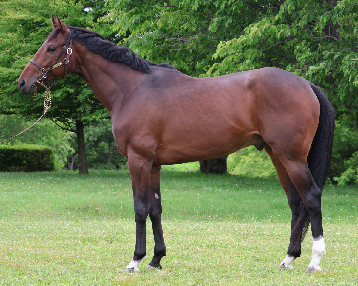 ジェラルリスト 牡3歳 ※中央競馬 登録抹消 | サラブレッドオークション
